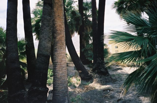 The much-hyped Oasis of Mara seemed to me to be a bunch of palm trees. Perhaps I was missing something.