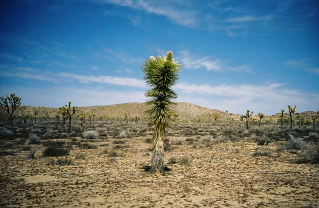 I'm not quite sure if this was a yucca tree or a Joshua tree.