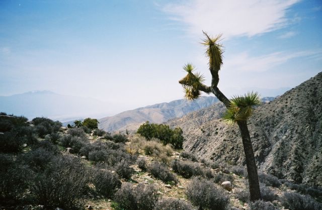 Now THAT's a Joshua tree.