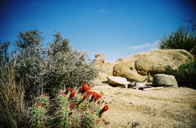 More flowers.