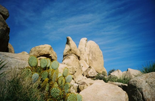 Here's a cactus and YAHR. This one looks like a dolphin. Heh. A dolphin in the desert.