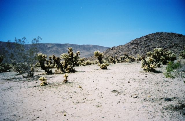 Cacti from afar.