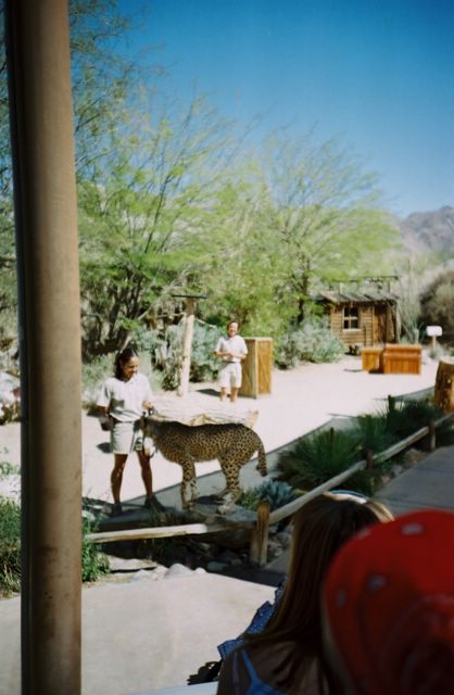In Palm Springs, we decided to go to The Living Desert (basically a desert zoo). It was really hot, and not too impressive. But we really liked this cheetah!