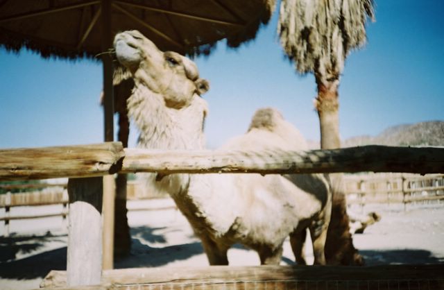 This camel was totally crazy! Plus, it had lips like an old man.